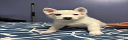 Siberian Husky dogs for sale: Siberian Husky Puppy 2 - Ad 1