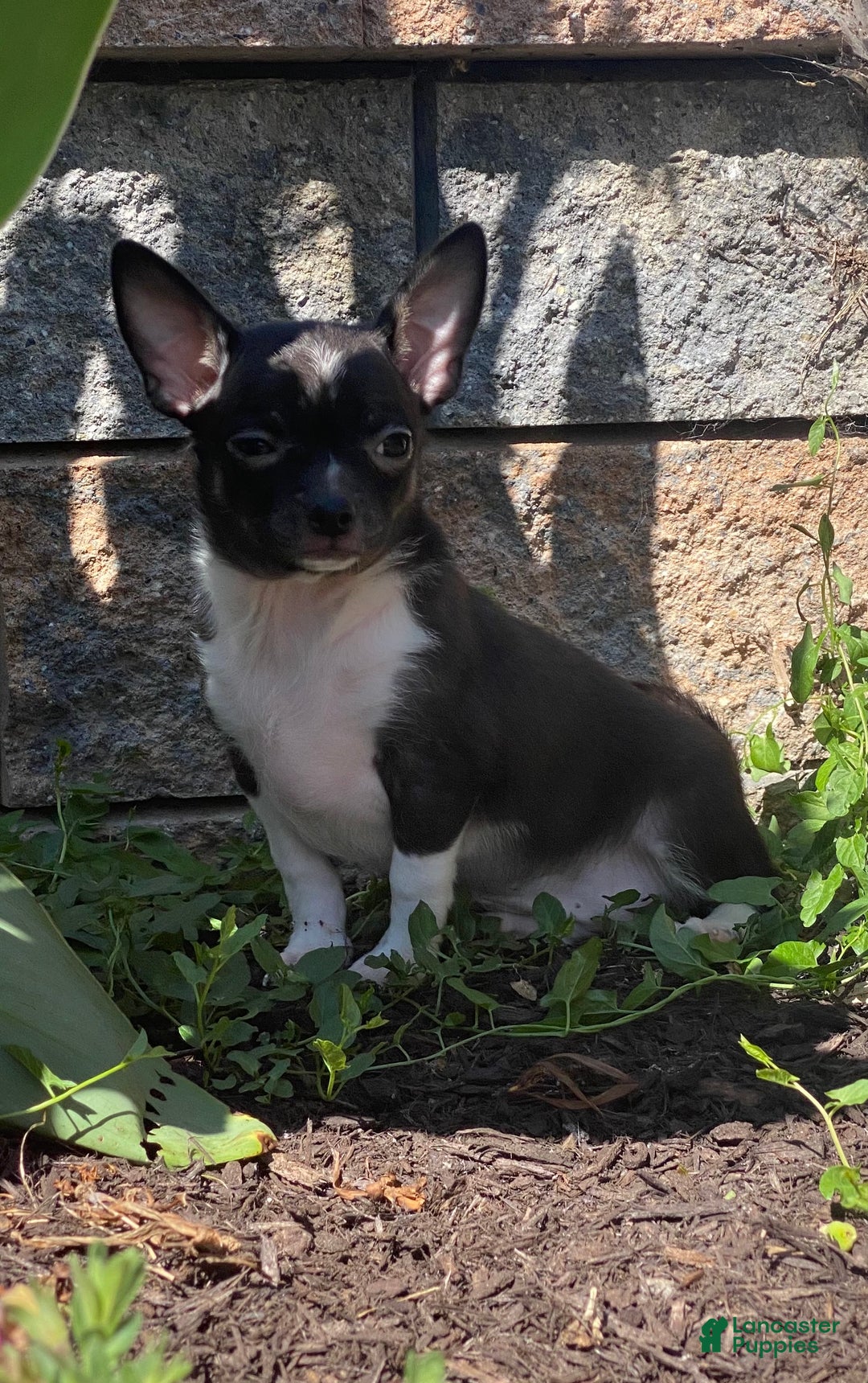Chihuahua dogs for sale: Flanagan  - Ad 4