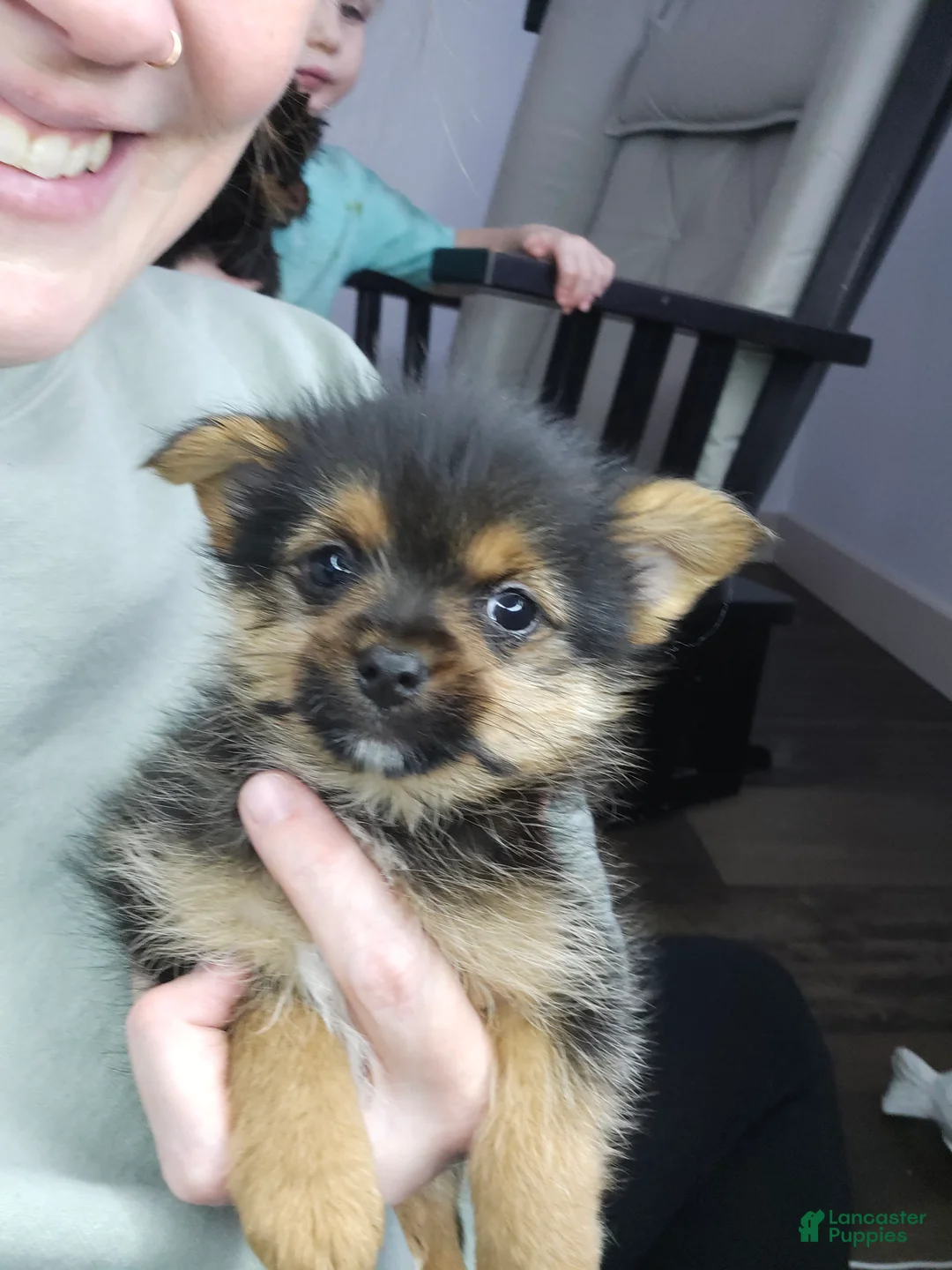 Mixed Breed dogs for sale: Louis - Ad 7