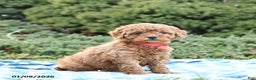 Mini Goldendoodle dogs for sale: Symphony - Ad 1