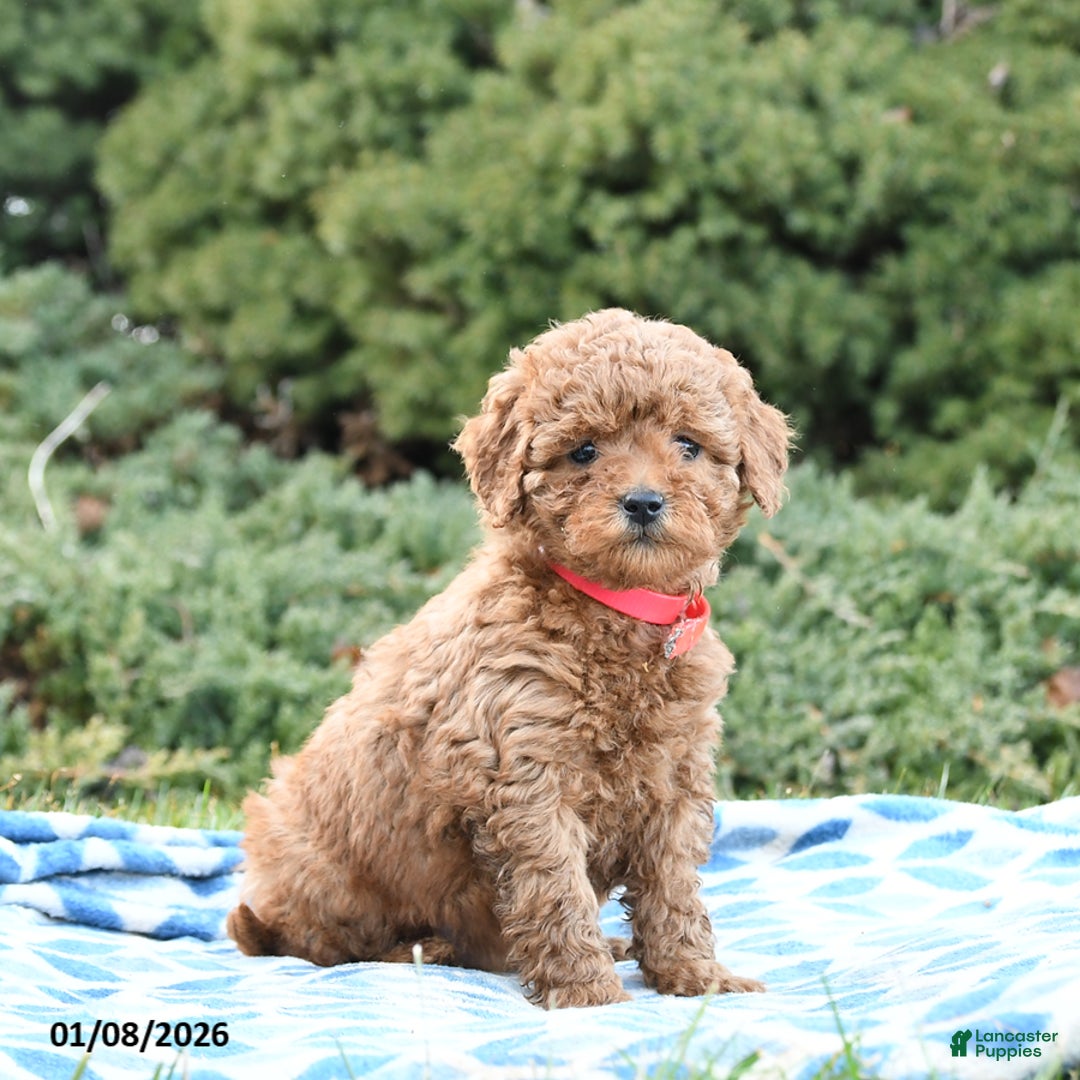 Mini Goldendoodle dogs for sale: Symphony - Ad 1