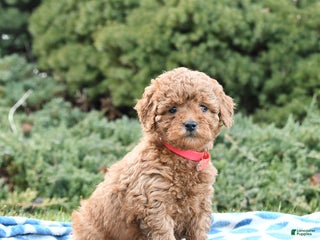 Mini Goldendoodle dogs Symphony - Ad 24