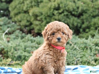 Mini Goldendoodle dogs Symphony - Ad 33