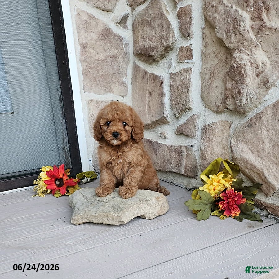 Mini Goldendoodle dogs Rachel - Ad 1