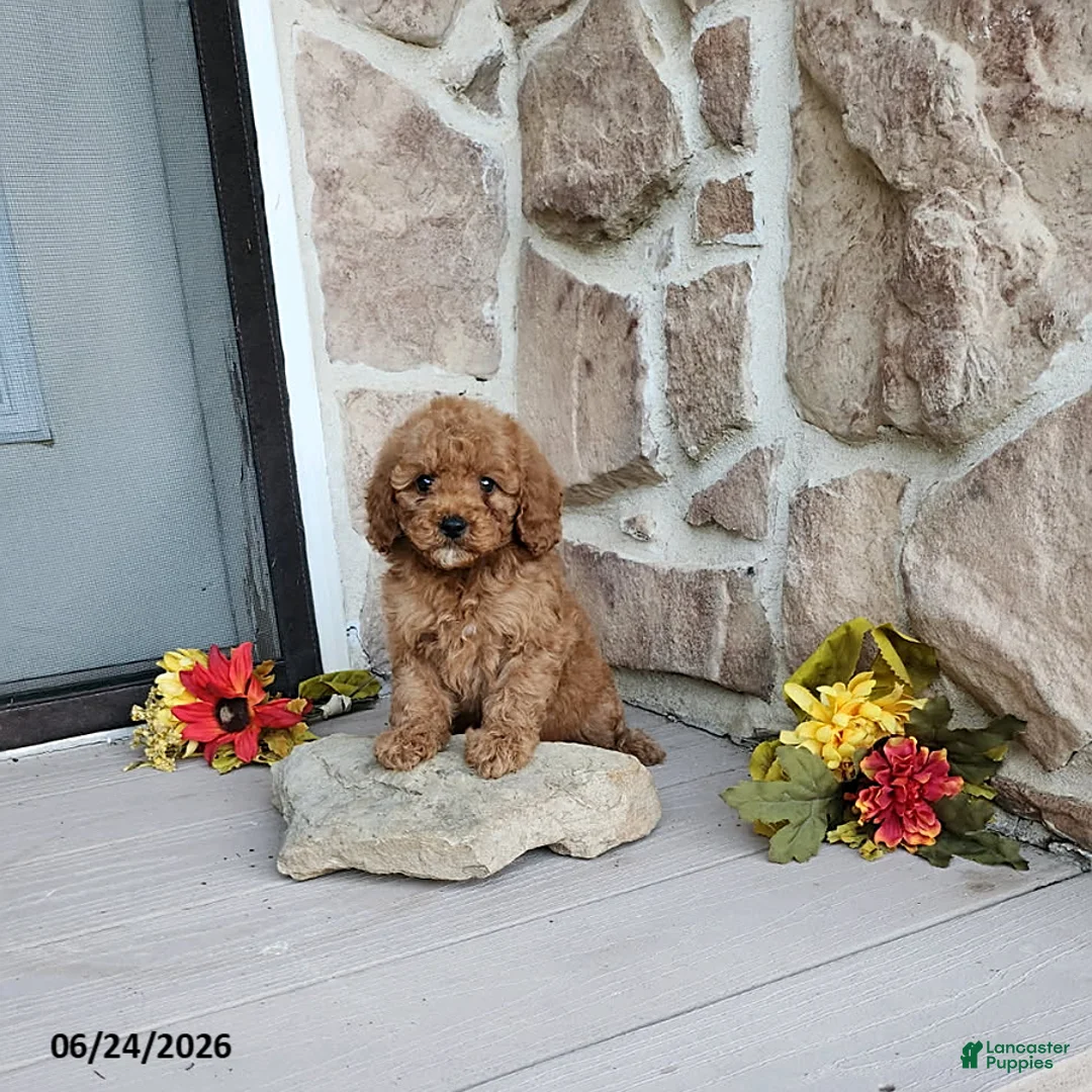 Mini Goldendoodle dogs for sale: Rachel - Ad 1
