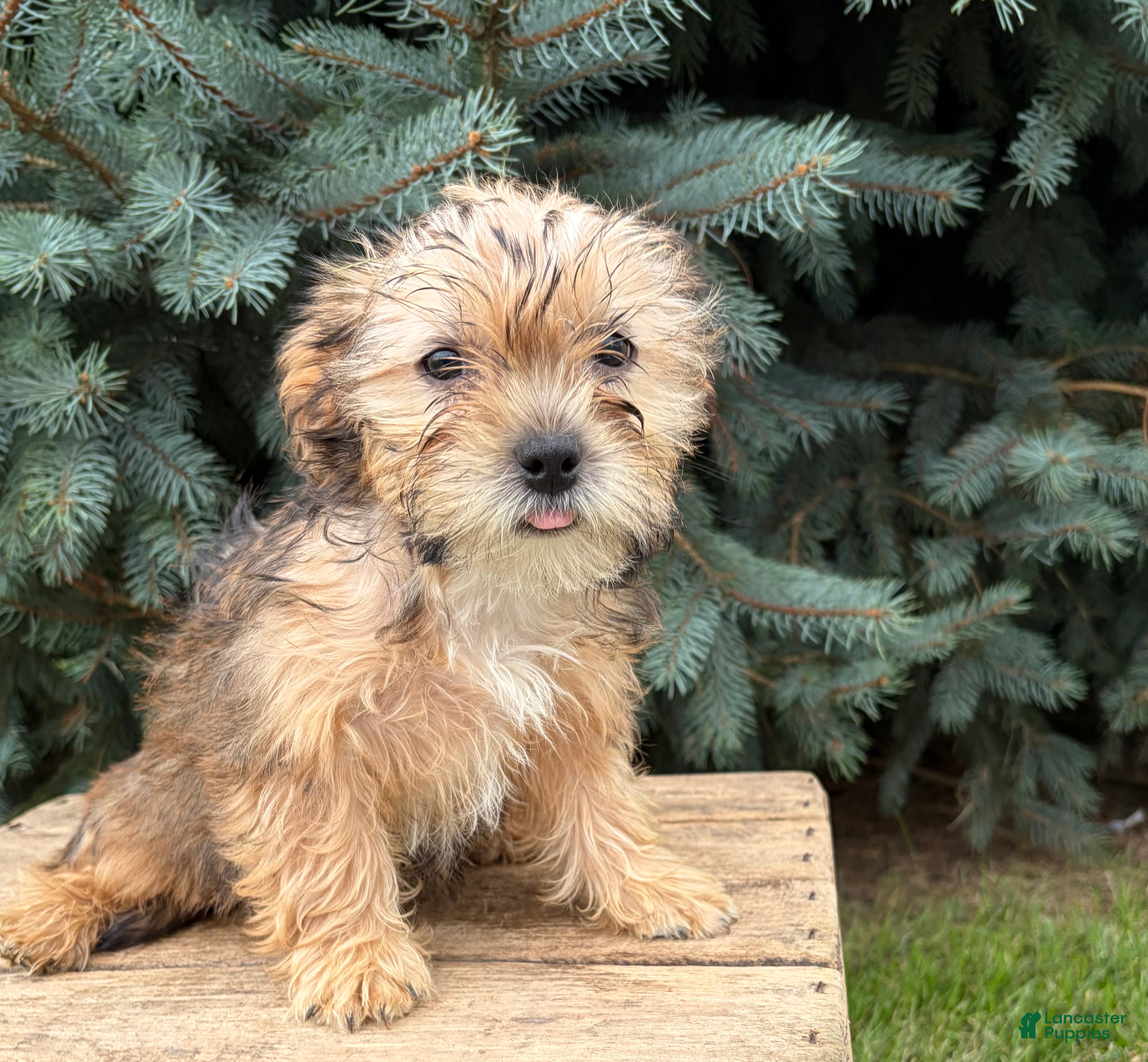 Shorkie dogs Ace - Ad 2