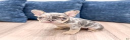 French Bulldog dogs for sale: Gracie - Ad 2
