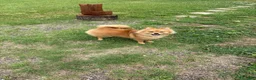 Pomeranian dogs for sale: Pomeranian 1 - Ad 3