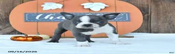 Boston Terrier dogs for sale: Autumn - Ad 3