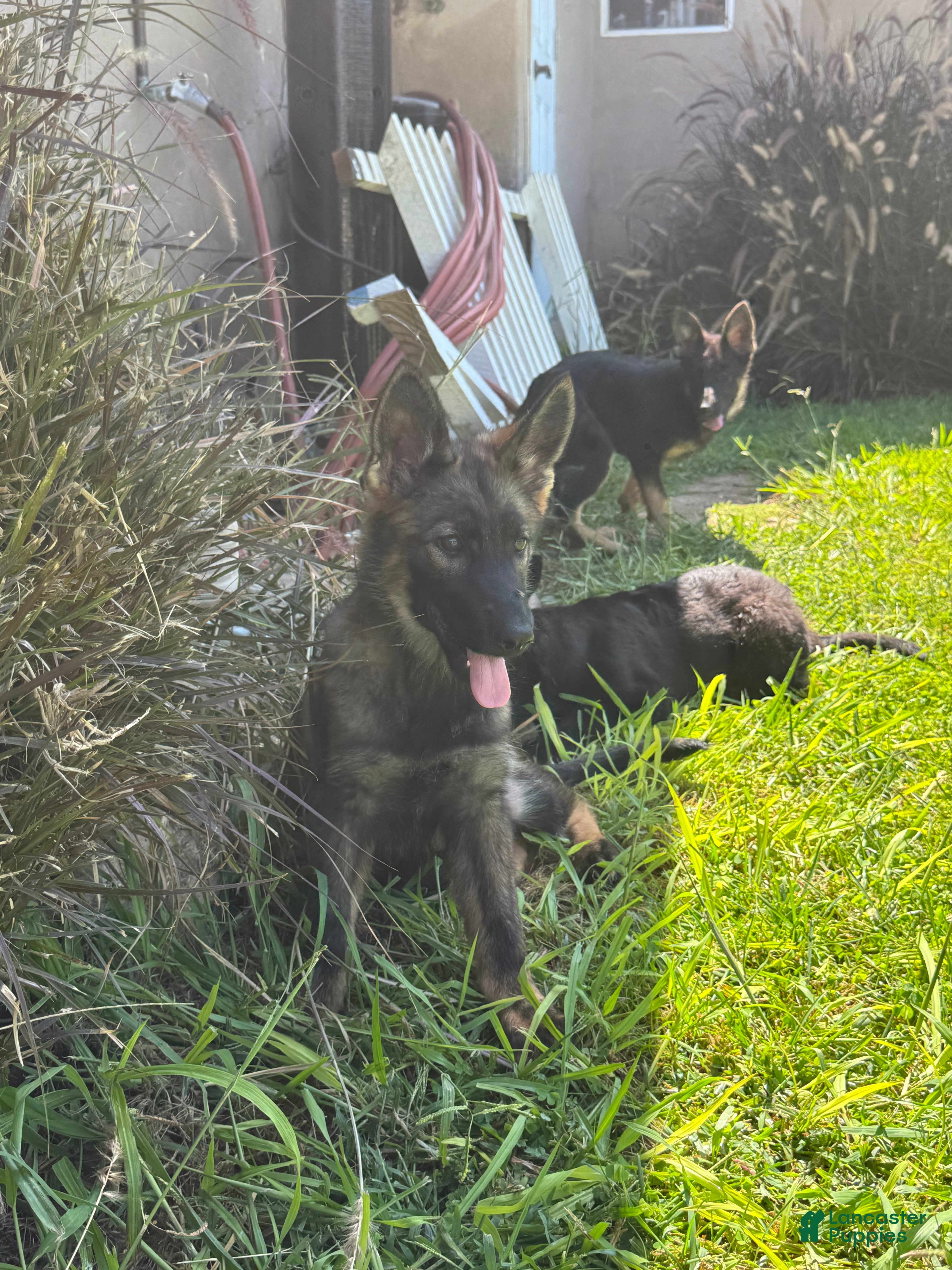 German Shepherd dogs German Shepherd 1 - Ad 2