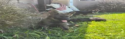 German Shepherd dogs for sale: German Shepherd 1 - Ad 2