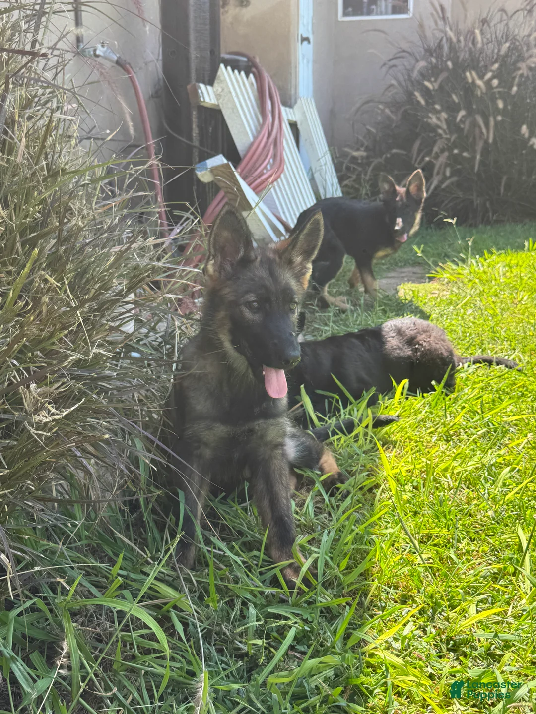 German Shepherd dogs for sale: German Shepherd 1 - Ad 2