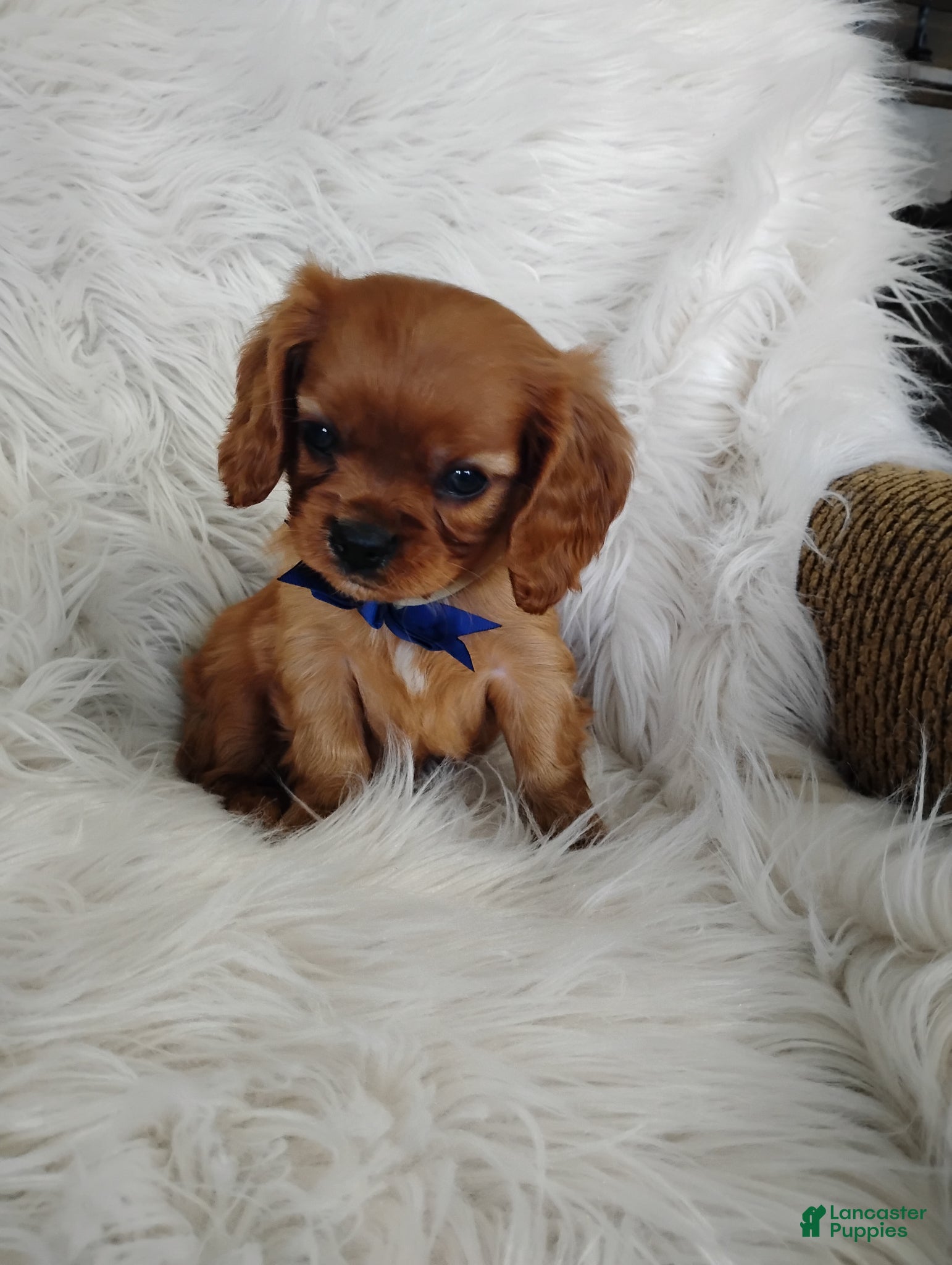 Cavalier King Charles Spaniel dogs Dash - Ad 2