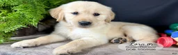 Golden Retriever dogs for sale: Lora - Ad 3