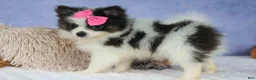 Pomeranian dogs for sale: Estella🎀 - Ad 12