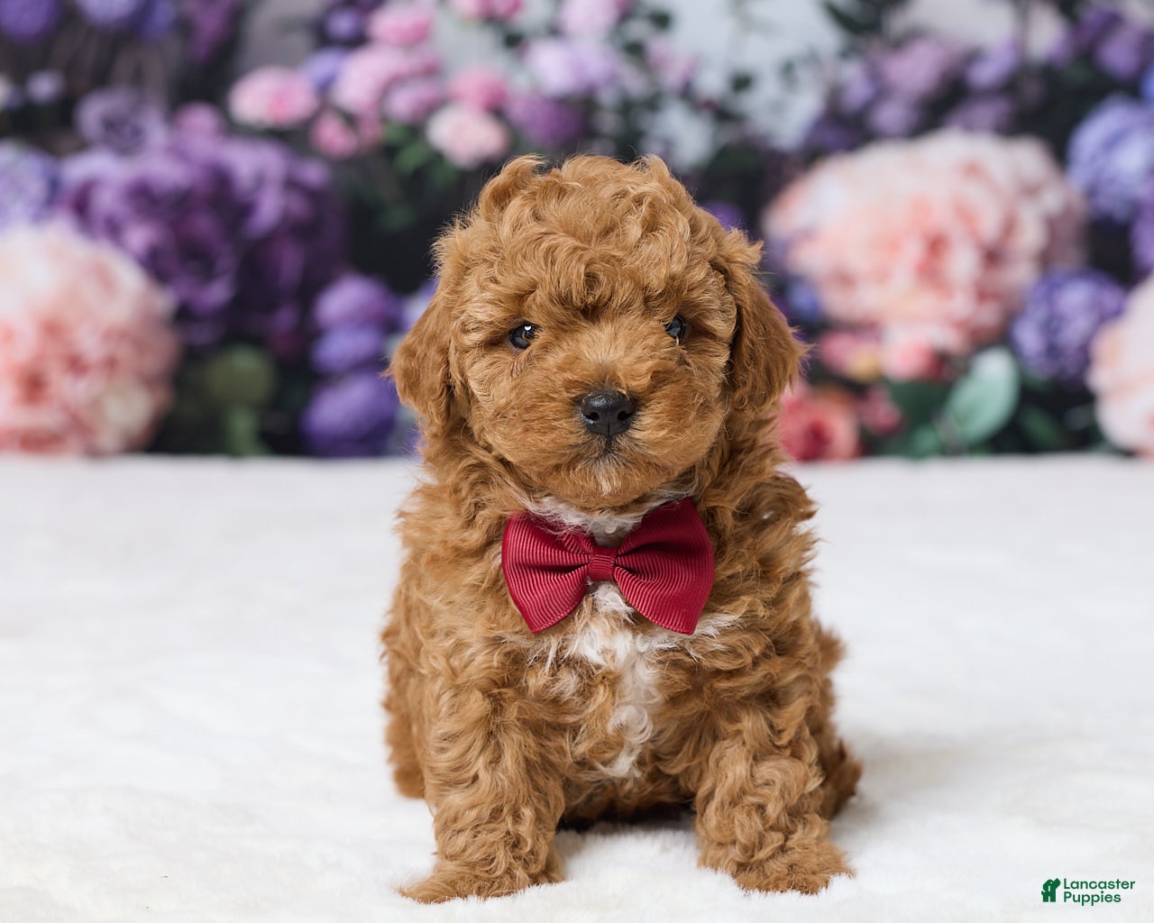 Miniature Poodle dogs Tommy - Ad 1