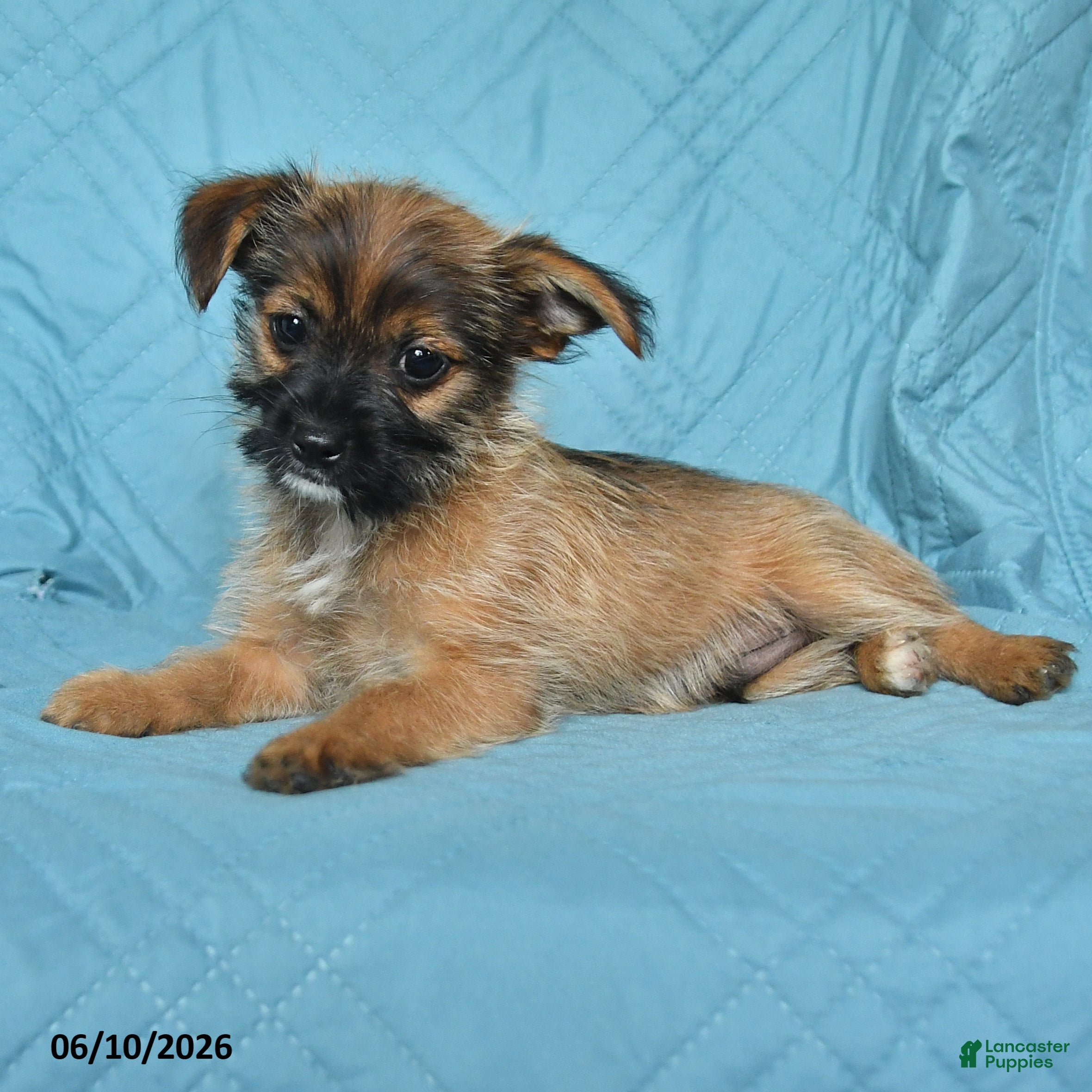 Mixed Breed dogs Scott - Ad 2