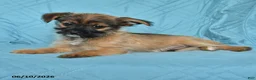 Mixed Breed dogs for sale: Scott - Ad 2