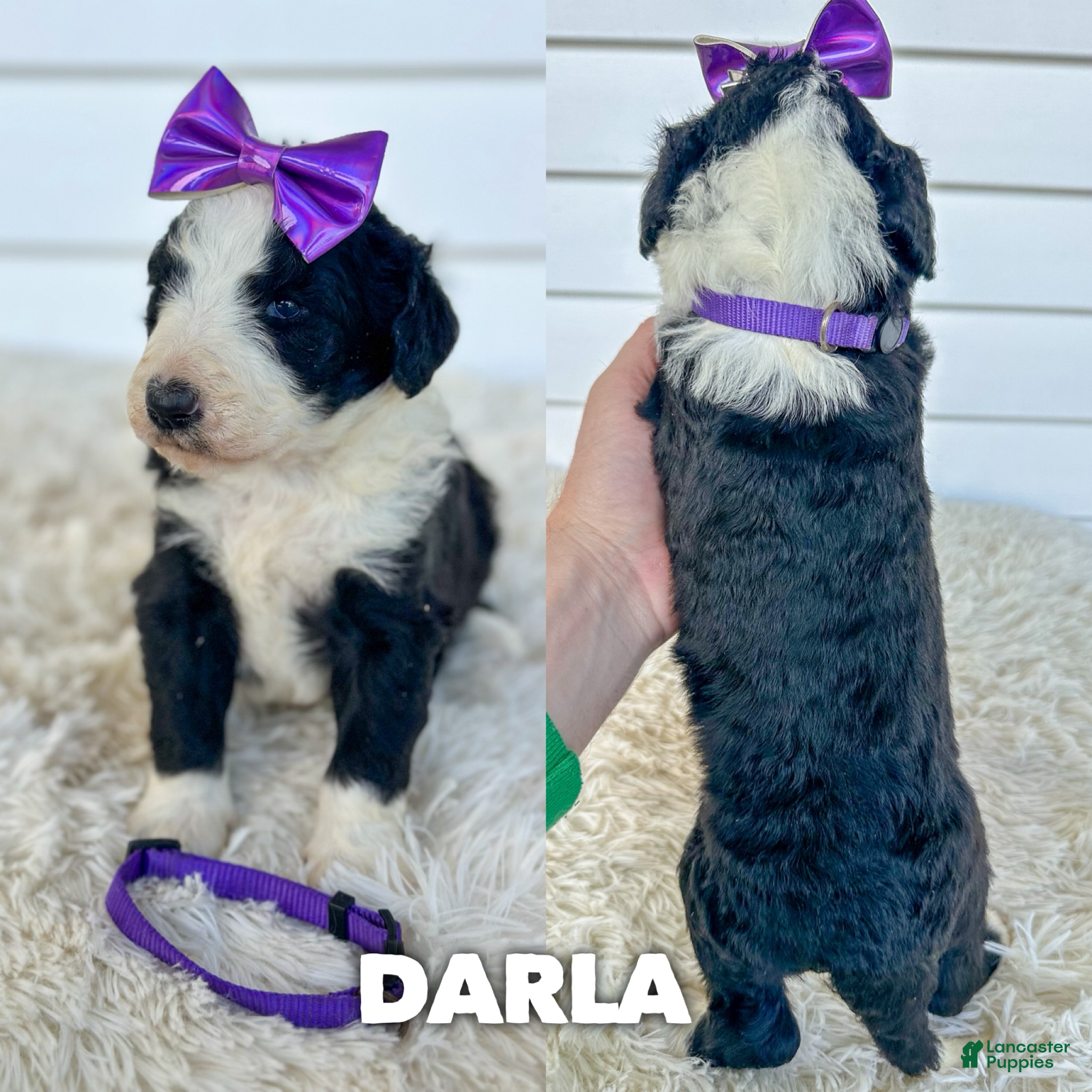 Aussiedoodle dogs Darla - standard f1b - Ad 33