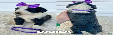 Darla - standard f1b