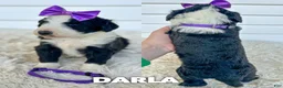 Aussiedoodle dogs for sale: Darla - standard f1b - Ad 1