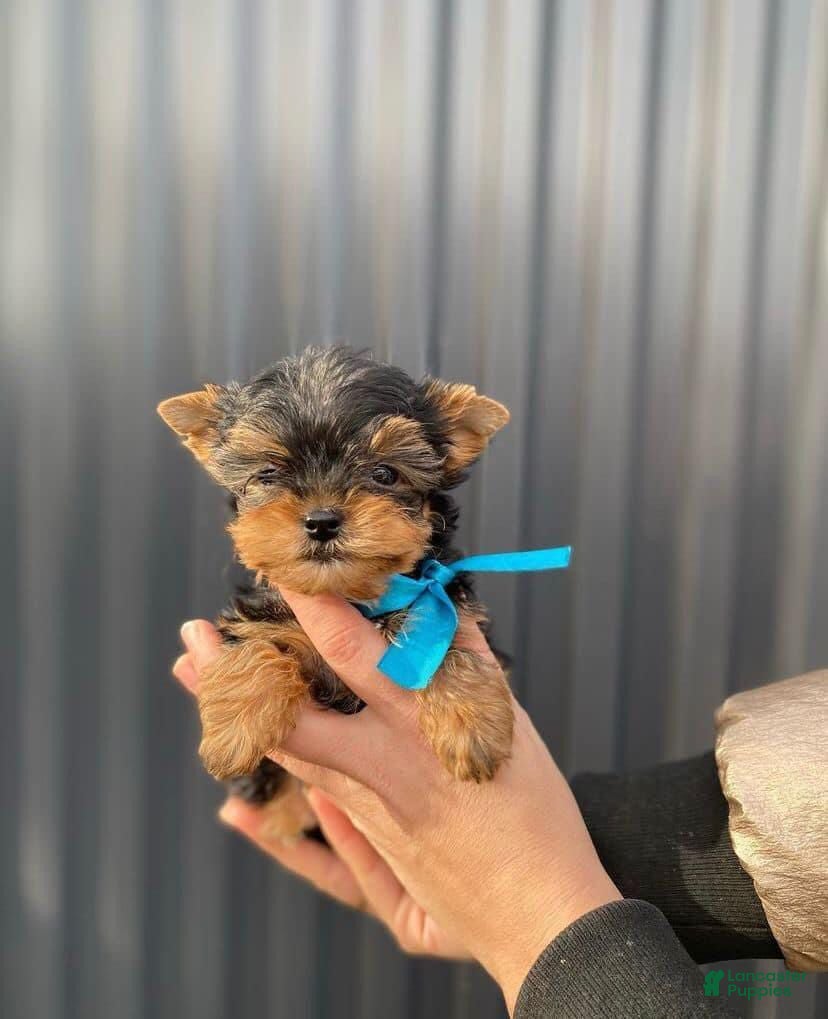 Yorkshire Terrier dogs Yorkshire Terrier 1 - Ad 30