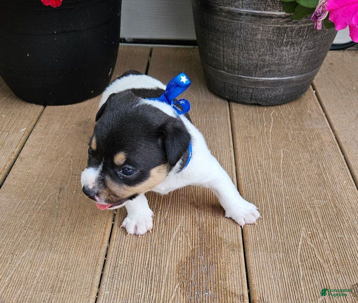 Rat Terrier dogs Luke - Ad 2