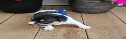 Rat Terrier dogs for sale: Luke - Ad 2