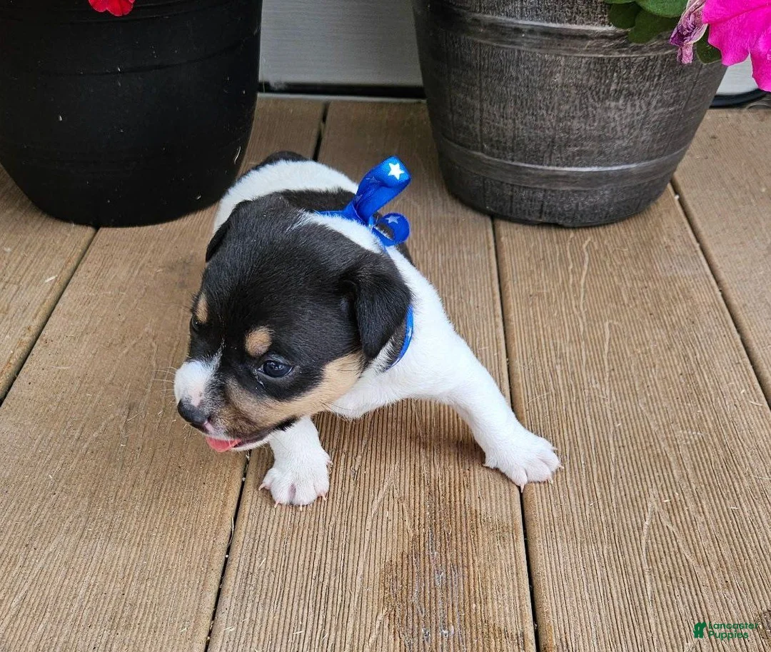 Rat Terrier dogs for sale: Luke - Ad 2