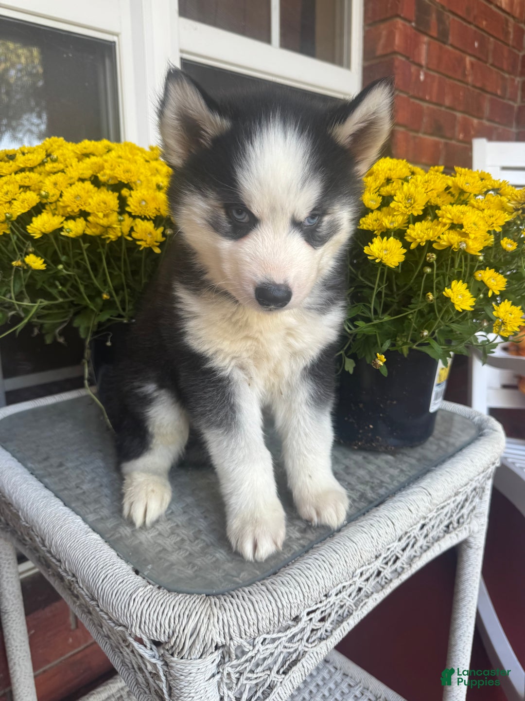 Siberian Husky dogs for sale: Siberian Husky Puppy 3 - Ad 18