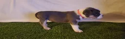 American Bully dogs for sale: American Bully 4 - Ad 3
