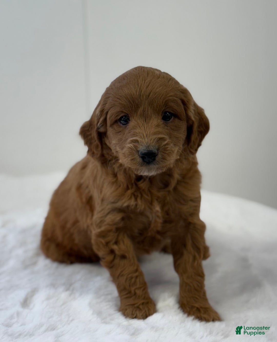 Mini Goldendoodle dogs for sale: Sage - Ad 8