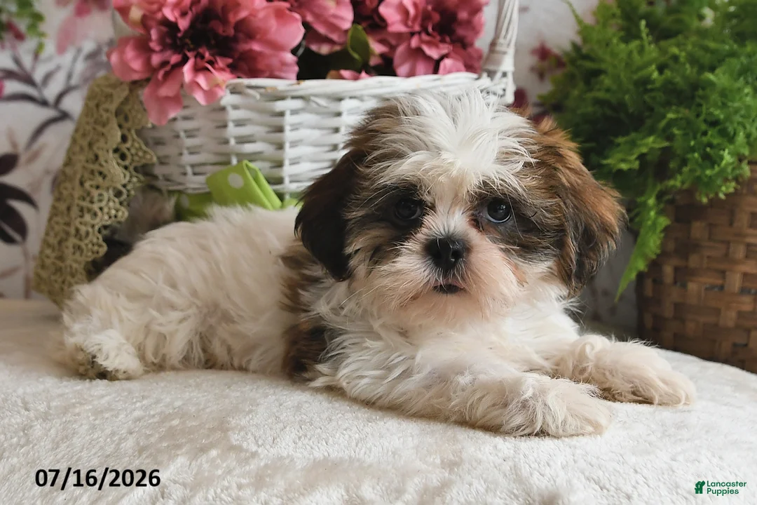 Shih Tzu dogs for sale: Cody - Ad 1