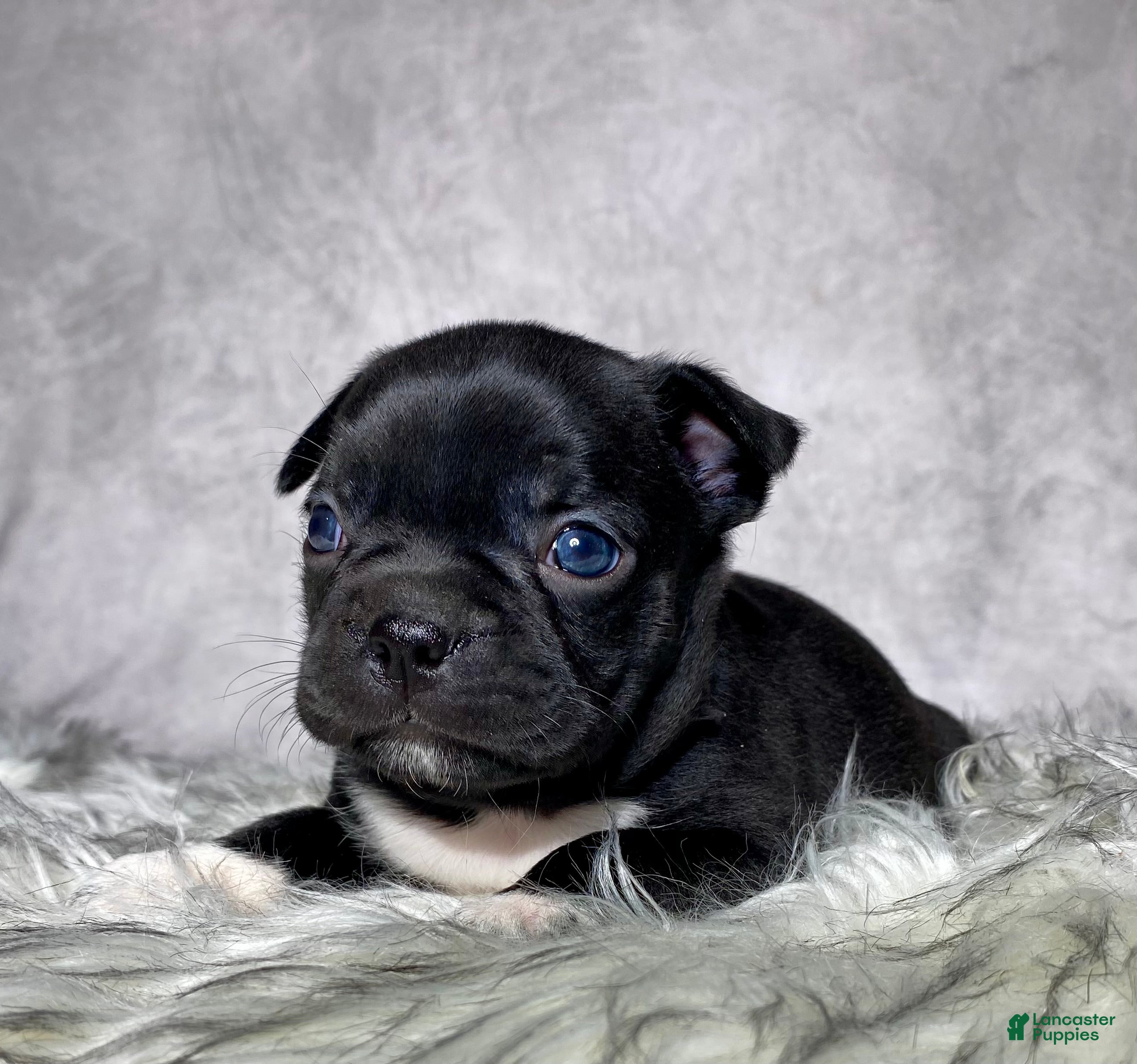 Mixed Breed dogs Mr Charlie  - Ad 2