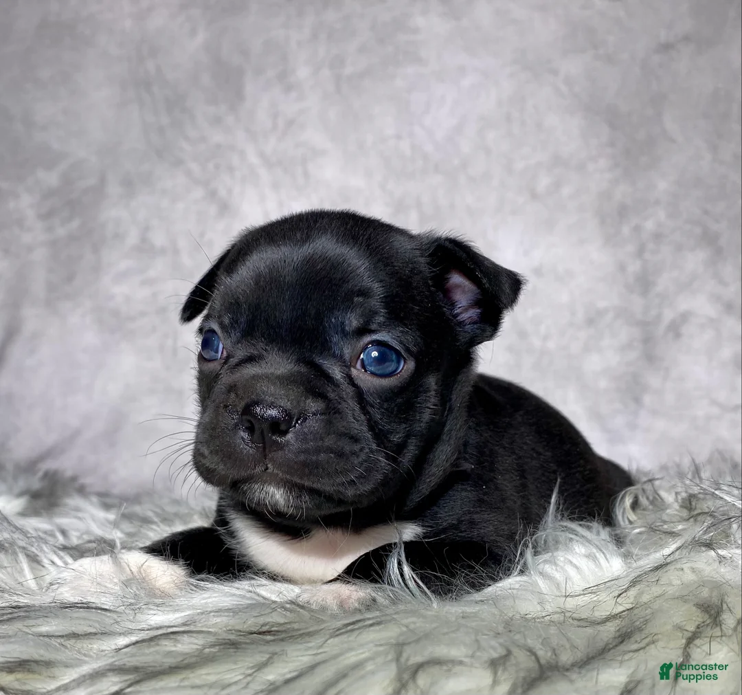Mixed Breed dogs for sale: Mr Charlie  - Ad 2
