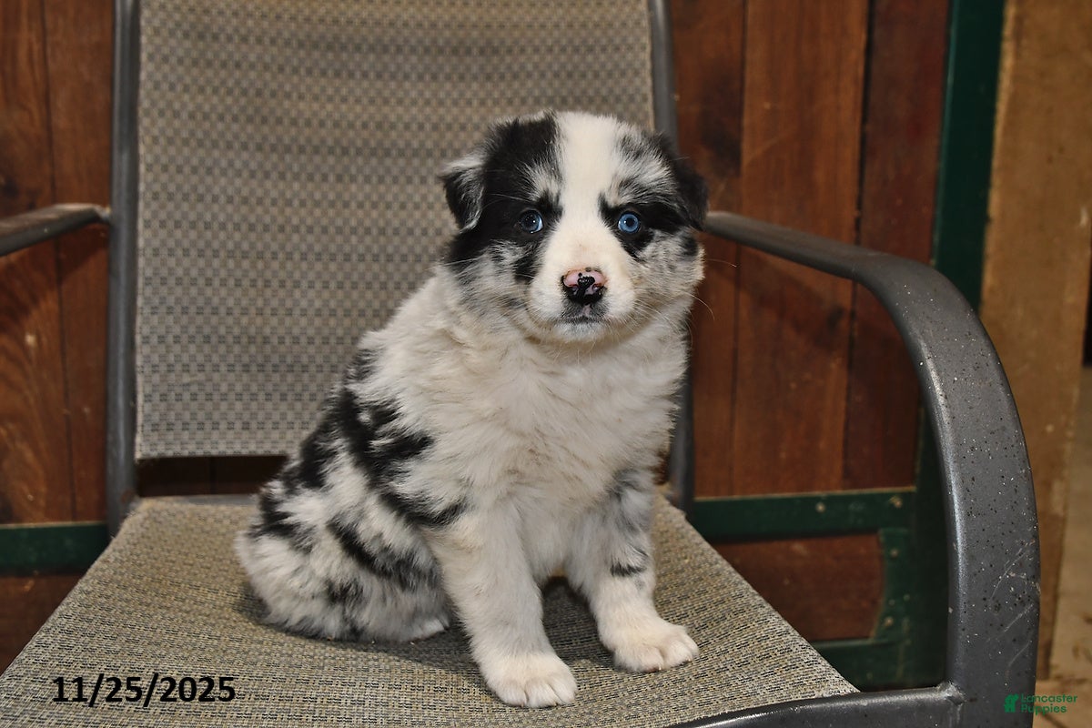 Australian Shepherd dogs Paris - Ad 3