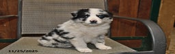 Australian Shepherd dogs for sale: Paris - Ad 1