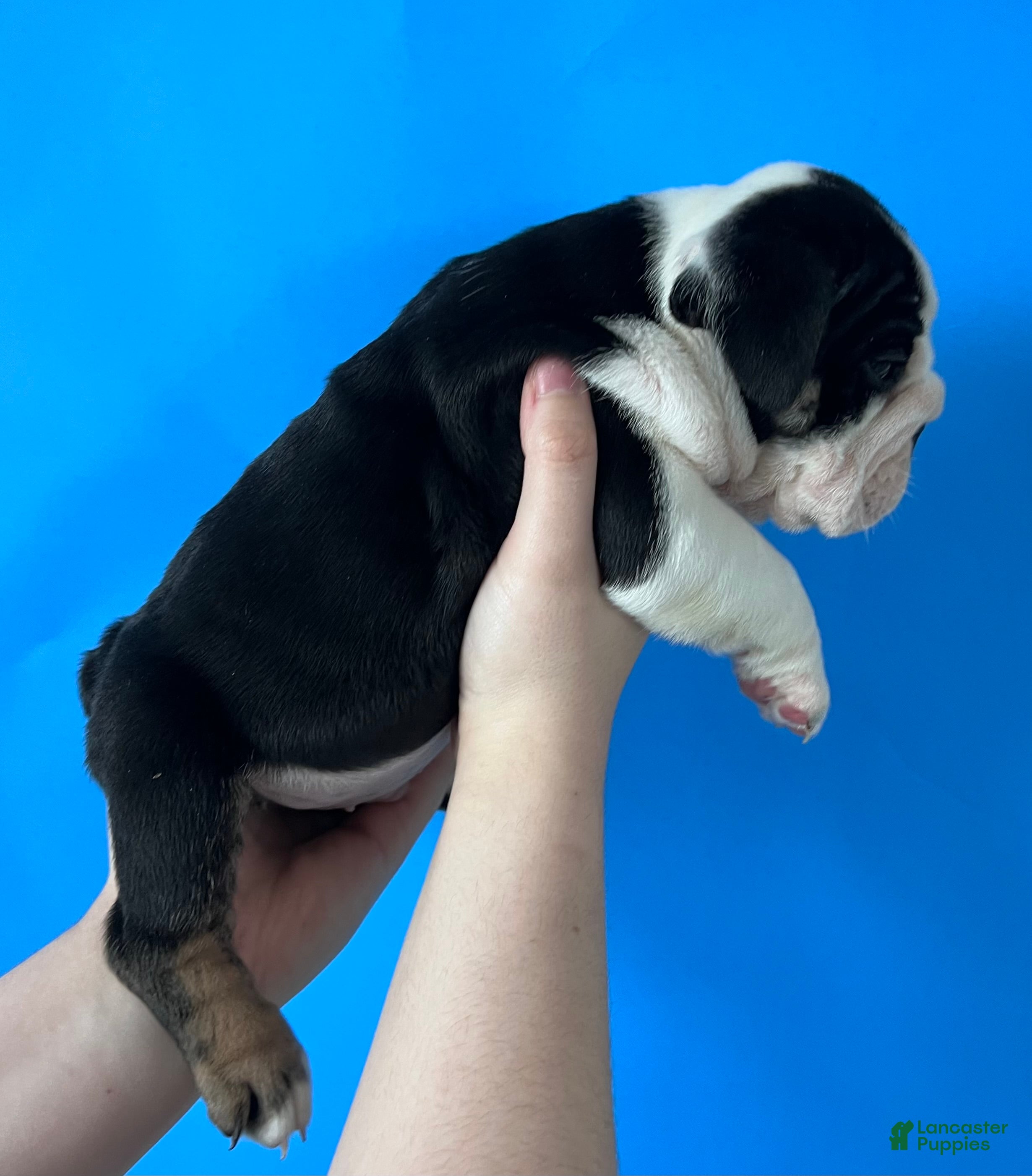 English Bulldog dogs Blackjack (Black Trindle) - Ad 10