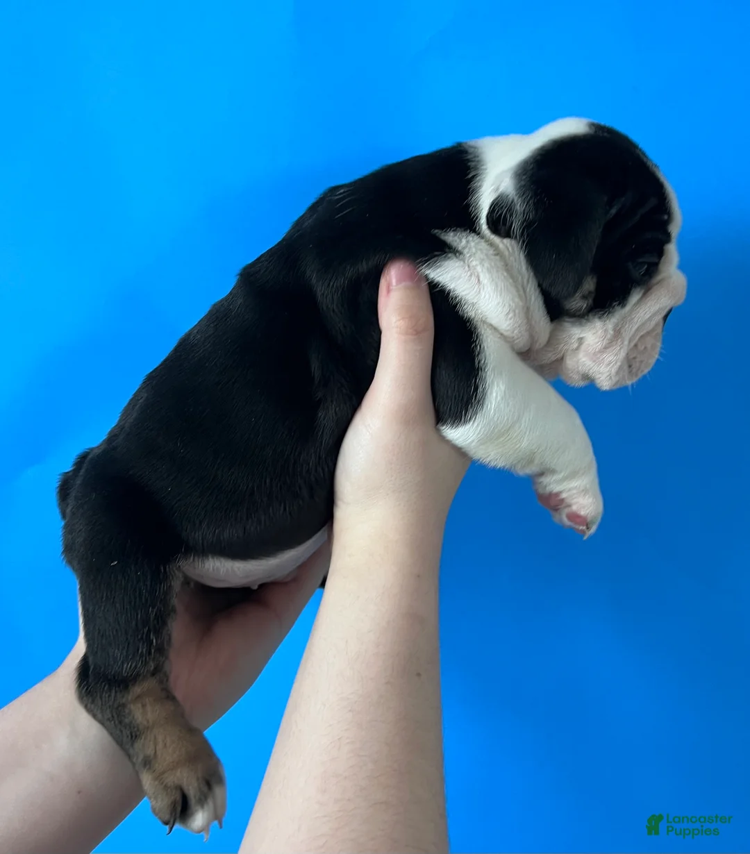 English Bulldog dogs for sale: Blackjack (Black Trindle) - Ad 1