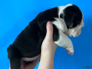 English Bulldog dogs Blackjack (Black Trindle) - Ad 5
