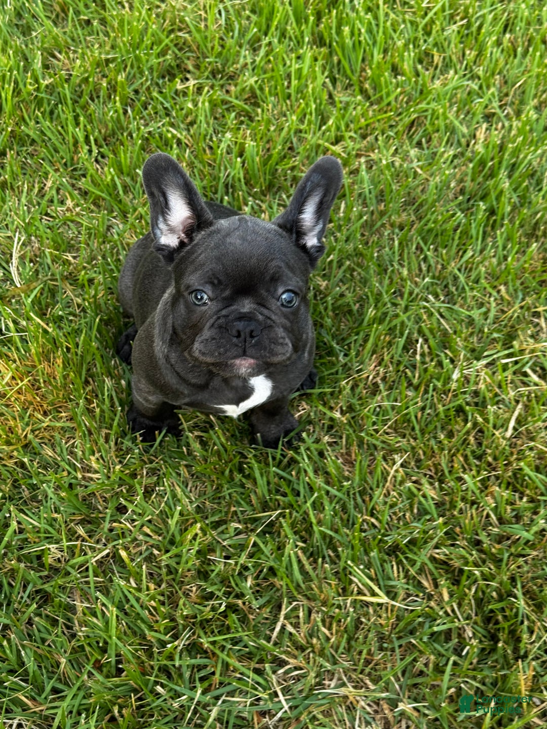 French Bulldog dogs for sale: Blanco - Ad 6