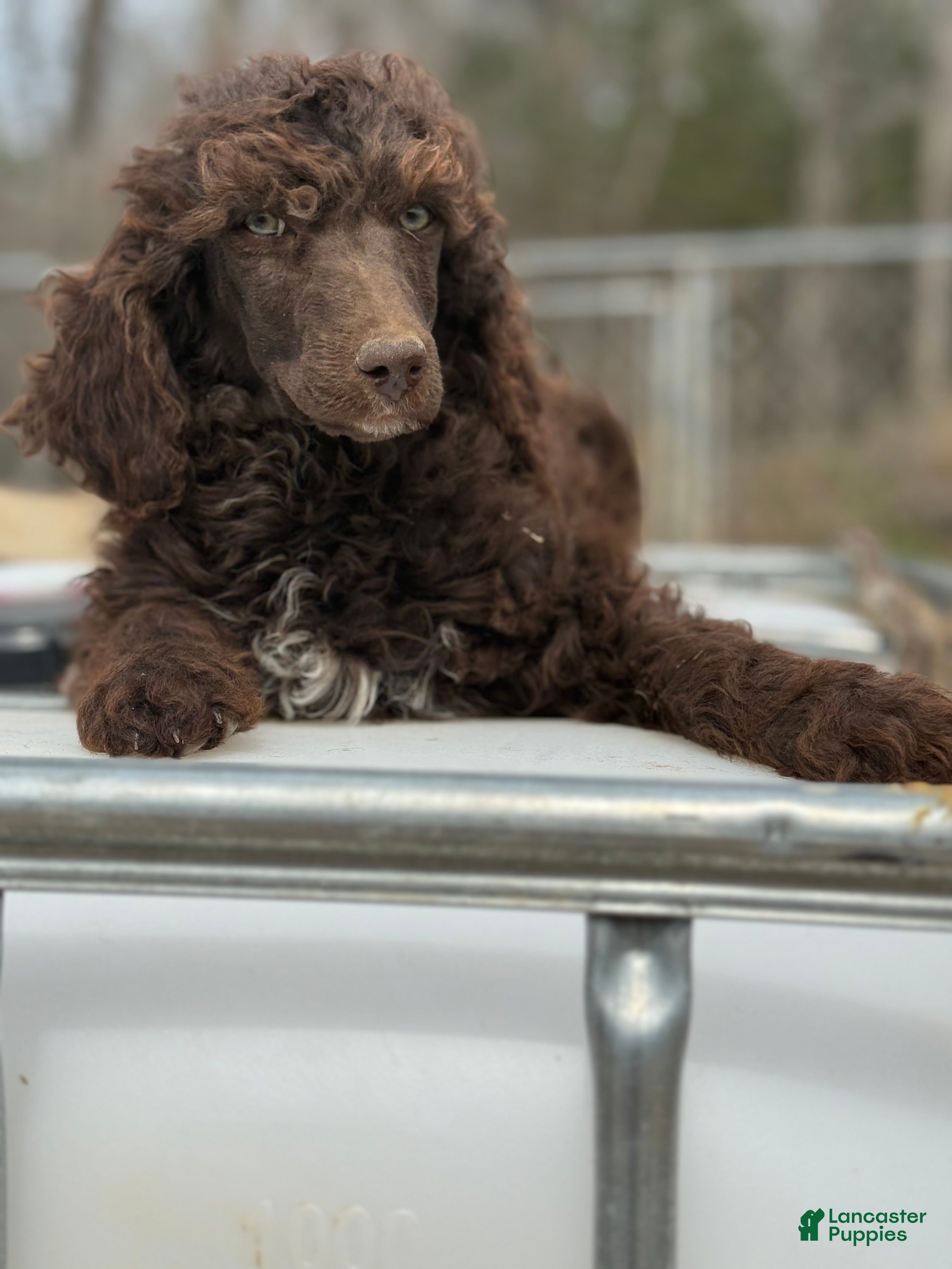 Standard Poodle dogs Standard Poodle Puppy 3 - Ad 1