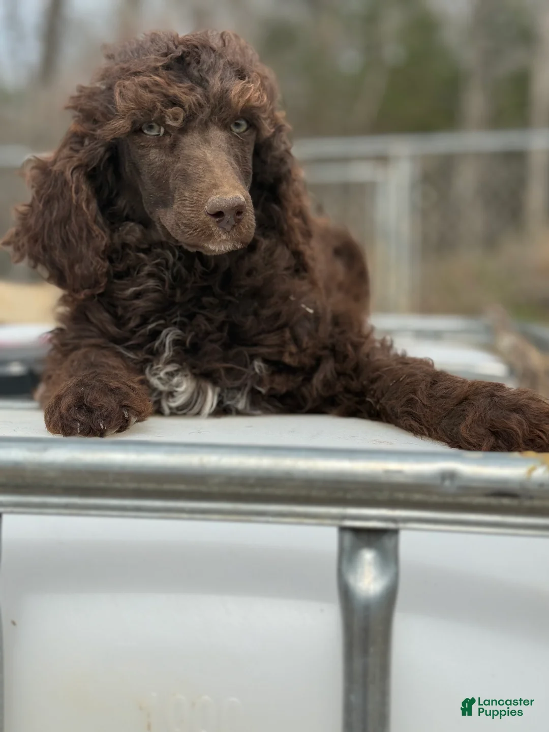 Standard Poodle dogs for sale: Standard Poodle Puppy 3 - Ad 1