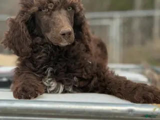 Standard Poodle dogs for sale: Standard Poodle Puppy 3 - Ad 2