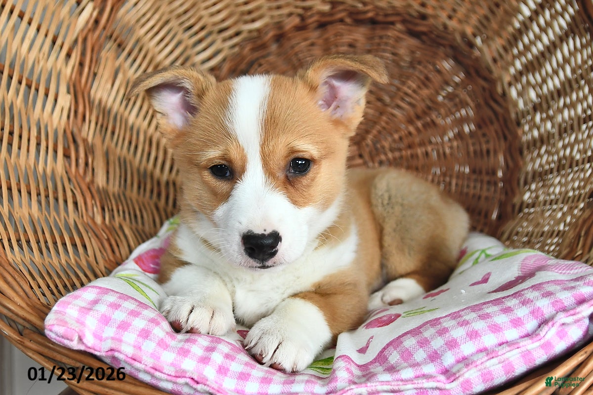 Welsh Corgi Pembroke dogs for sale: Ruby - Ad 1