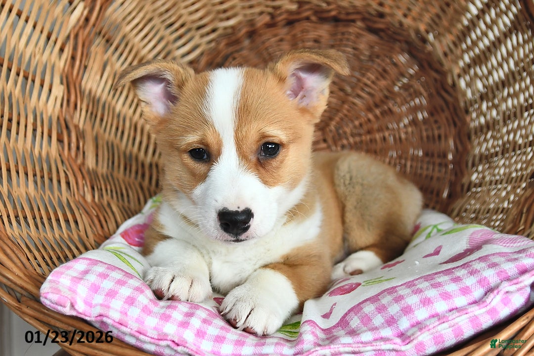 Welsh Corgi Pembroke dogs for sale: Ruby - Ad 1