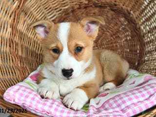 Welsh Corgi Pembroke dogs for sale: Ruby - Ad 1