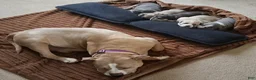 American Bully dogs for sale: American Bully Puppy 5 - Ad 19