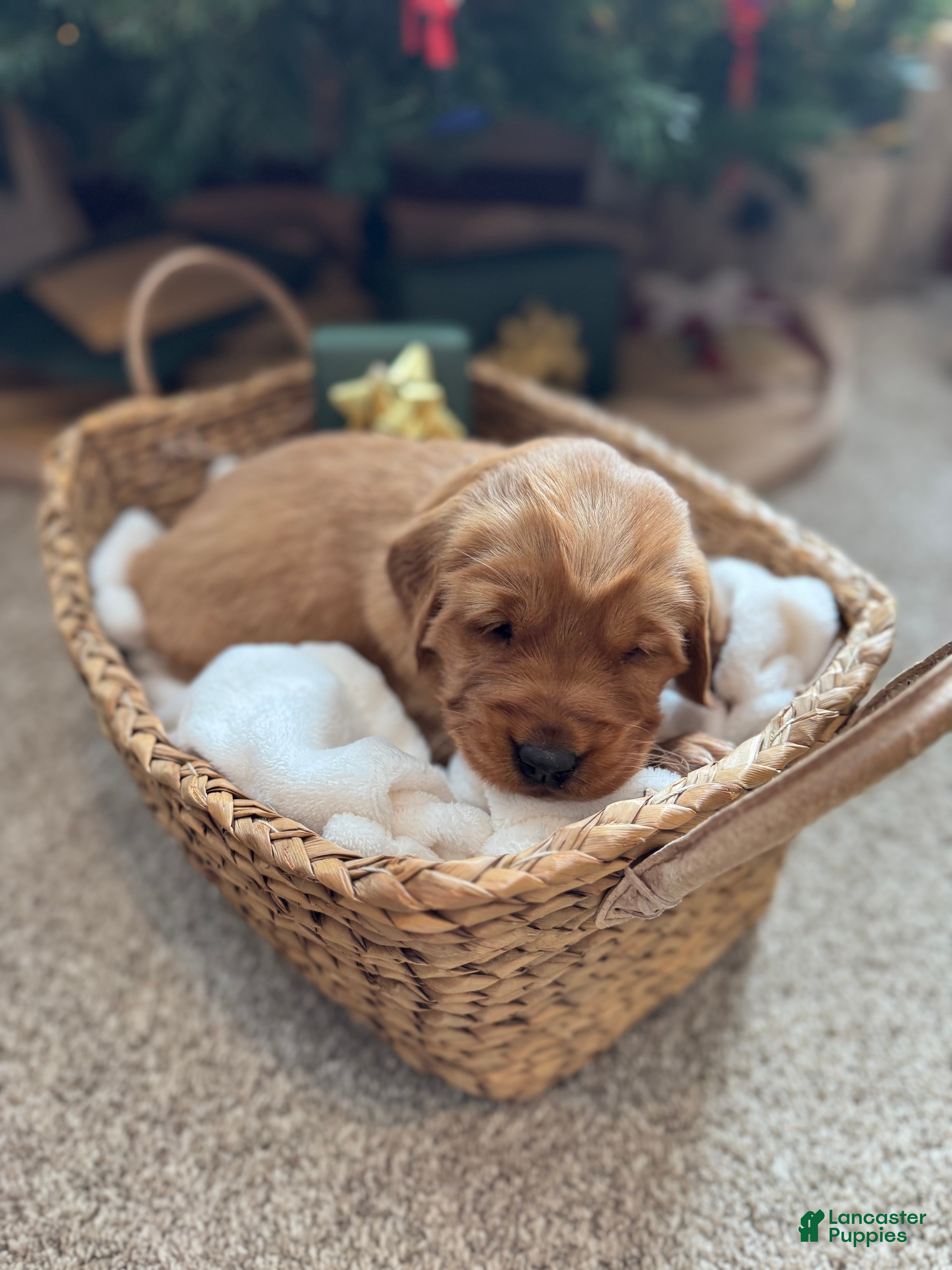 Golden Retriever dogs Belle - Ad 9