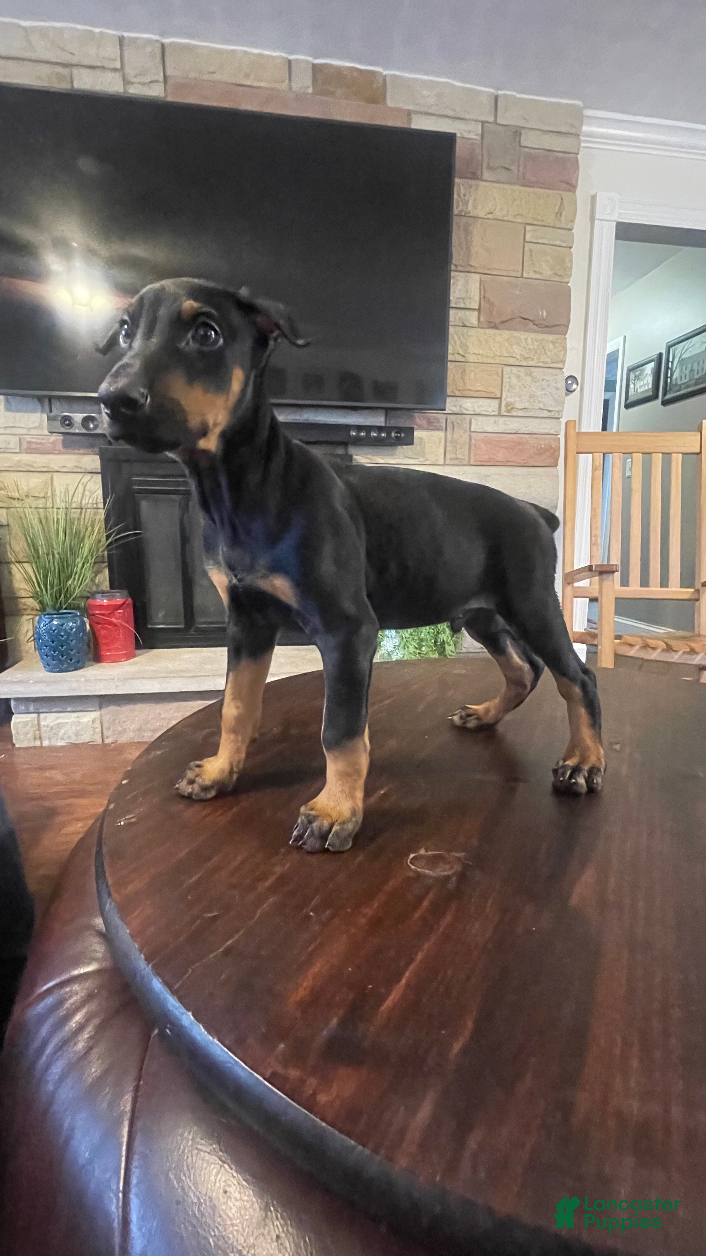 Doberman Pinscher dogs Havoc - Ad 1